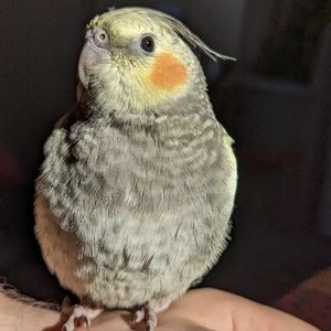 Meet your Posher, Mikka